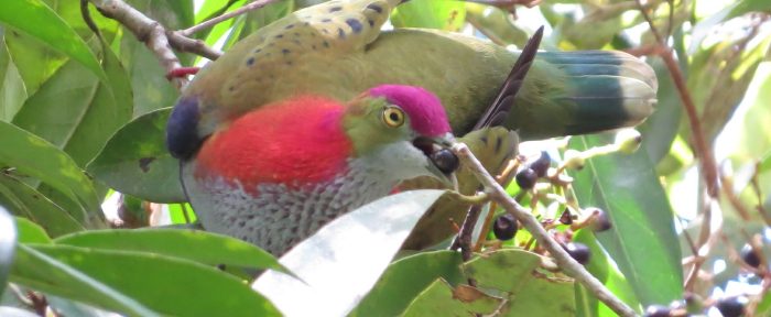 male Superb Fruit-dove feeding in Symplocos