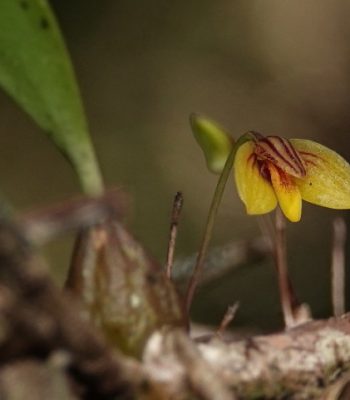 Bulbophyllum whitei