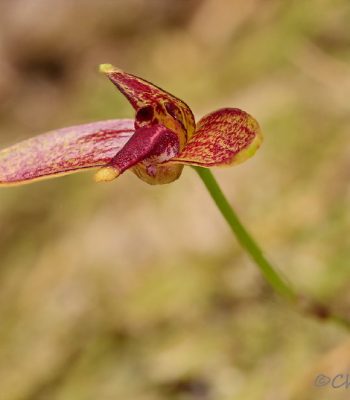 Bulbophyllum johnsonii