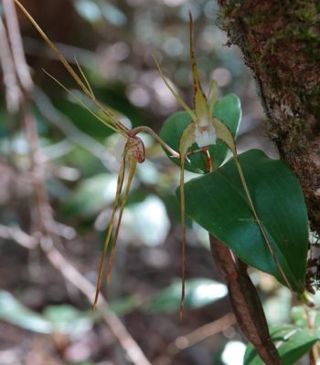 Dendrobium tetragonum