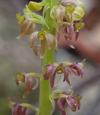 Dienia ophrychis