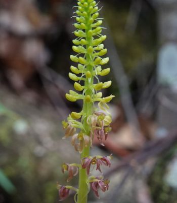 Dienia ophrychis